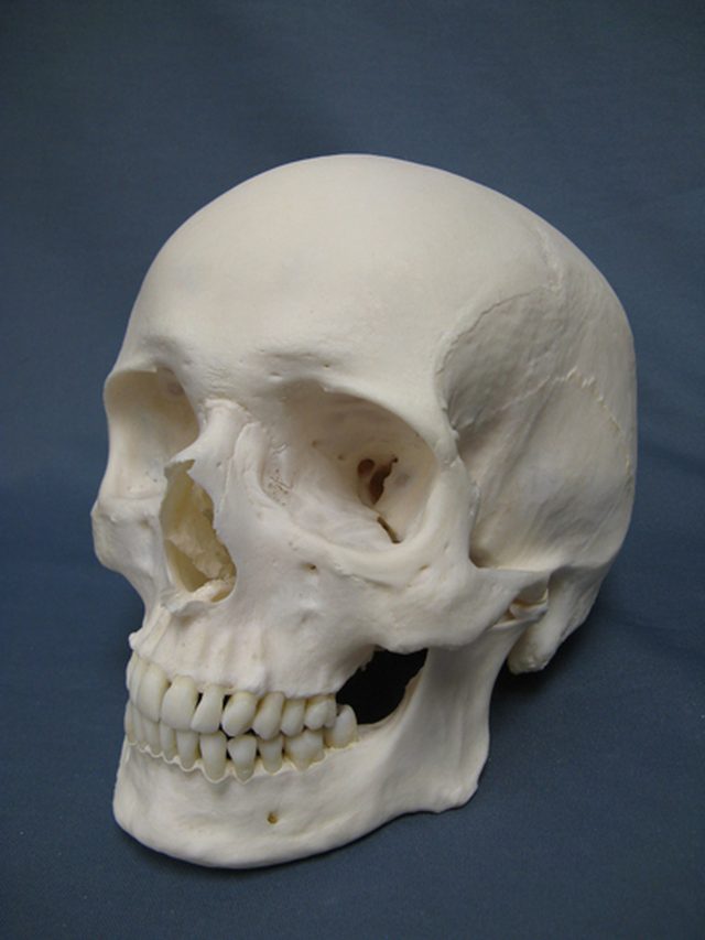 Modern human skull, shown as an anatomical specimen